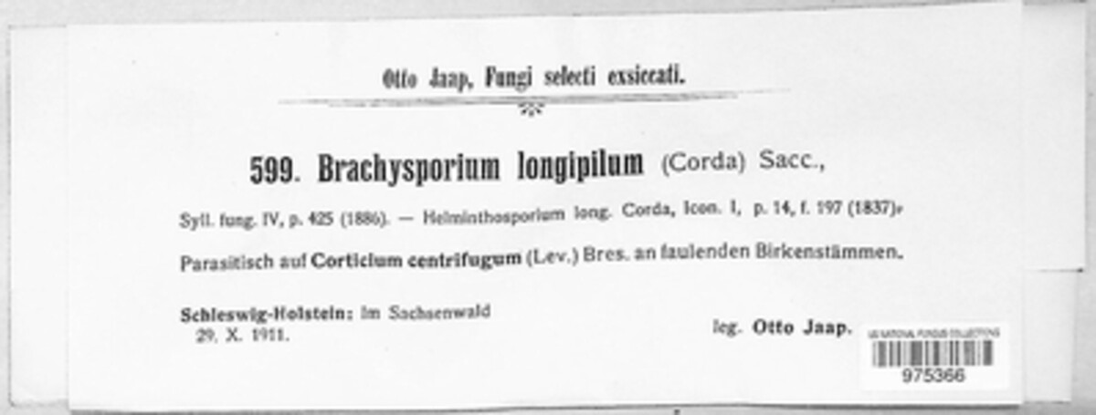 Brachysporium longipilum image